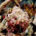 scorpionfish_flasher_is_v_0705_png0958.jpg